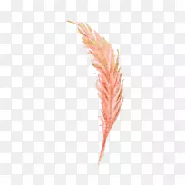 乌鸦毛喜鹊洞喜鹊羽毛