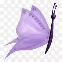 蝴蝶-紫色蝴蝶