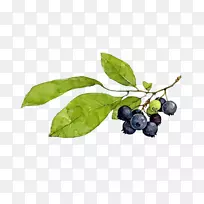 蓝莓派水彩画-创意手绘卡通蓝莓树枝