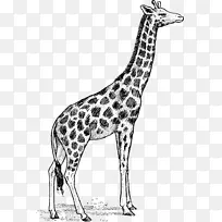 长颈鹿黑白免费内容剪辑艺术长颈鹿