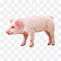 小型猪剪贴画-猪
