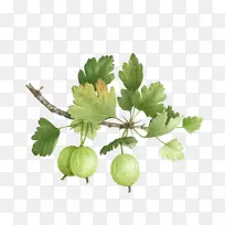 醋栗水彩画植物插图植物装饰漆亮绿色甜瓜藤