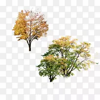 秋季海报树景观-海报秋季景观树