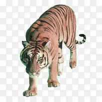 狮子苏门答腊虎，孟加拉虎，西伯利亚虎，猫科虎-虎群图