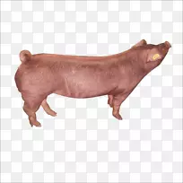 杜洛克猪丹麦本土猪大白猪汉普郡猪梅山猪