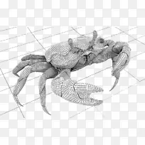 蟹扇贝素描蟹图案