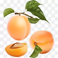 杏果桃子插图-鲜桃子