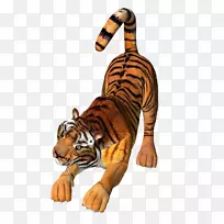 虎狮猫虎图片材料