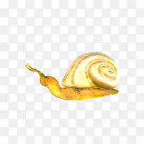 黄螺