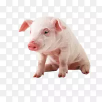 越南锅腹小型猪夹艺术-粉红色宠物猪