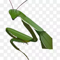 昆虫螳螂画夹艺术-螳螂剪贴画