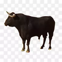 高地牛，卡玛牛，西班牙斗牛，布拉瓦牛，泽布，高地牛，黑牛