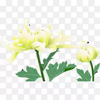 花卉设计切花菊花黄色植物茎-菊花