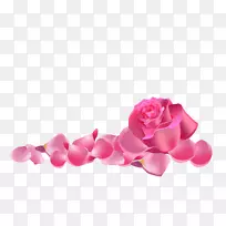 花园玫瑰沙滩玫瑰粉红色-粉红色玫瑰