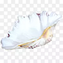 海螺图标-可爱的小海螺