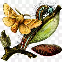 蝴蝶蛾虫毛虫蝴蝶和毛虫
