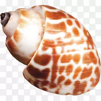 海螺黄色螺旋螺