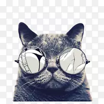 猫图标-戴太阳镜的猫