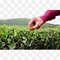 绿茶花园-茶田茶