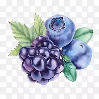 葡萄蓝莓水彩画越橘葡萄蓝莓果