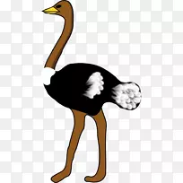 普通鸵鸟免费内容剪贴画-澳大利亚动物剪贴画