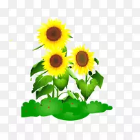 普通向日葵绘图动画-向日葵