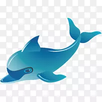 普通宽吻海豚图库溪动物群鲸鱼蓝鲸图片