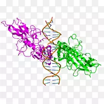 nf-u03bab结构蛋白细胞因子剪贴画家庭成员图片