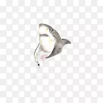 鲨鱼水彩画艺术插图.手绘鲨鱼
