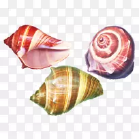 海螺-彩色海螺材料
