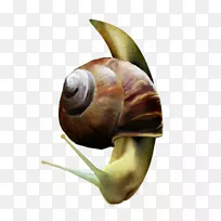 披碱草科-壳蜗牛