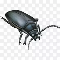 黑甲虫-蚊粪甲虫插图-卡通昆虫