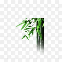 Soham瑜伽漂浮材料竹子-绿竹