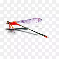昆虫蜻蜓-红蜻蜓图案