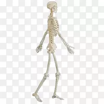 人体骨骼-人体自由行走的骨骼扣材料