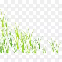 草绿的草坪-草，绿的