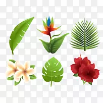 花卉-热带植物