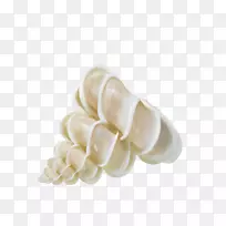 海螺图标-海螺壳材料