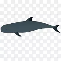 普通宽吻海豚图库溪幼鲸剪贴画-假日海豚剪贴画