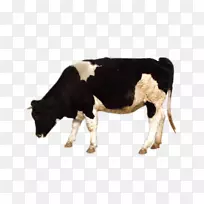 奶牛放牧家畜放牧奶牛