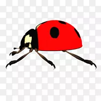 瓢虫剪贴画-红色昆虫