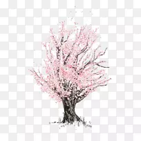 樱花素描-樱桃树