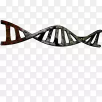 双螺旋：DNA核酸结构发现的个人记述
