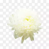 菊花xd7切花图标-菊花图片材料