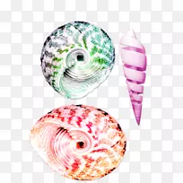 贝壳色海螺-小而美丽的五颜六色的海螺