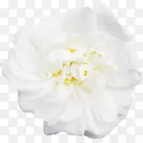 白花牡丹-白色，牡丹，装饰，鲜花