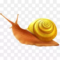 海蜗牛剪贴画-可爱的蜗牛