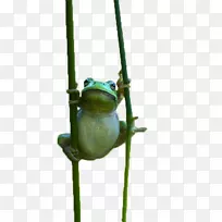真正的青蛙树蛙-可爱的青蛙