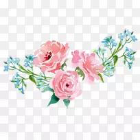 花园玫瑰粉红插图.手绘花卉植物