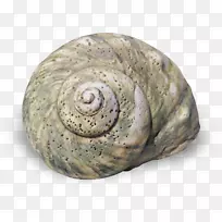 海螺腹足类壳螺旋蜗牛石